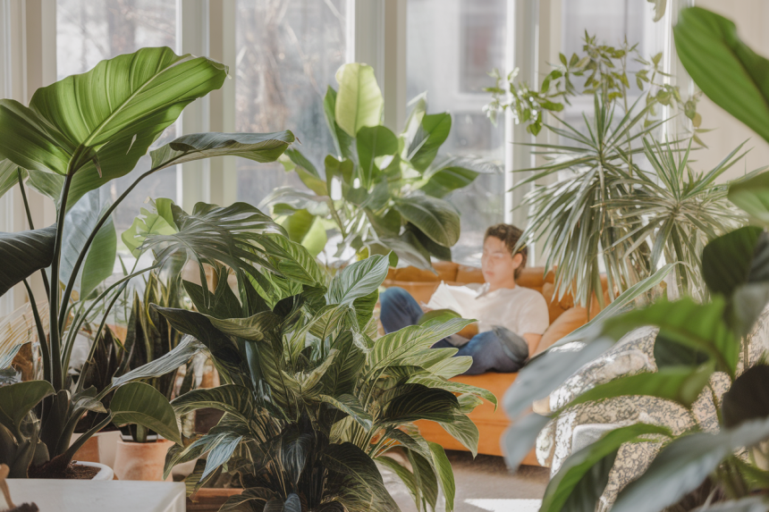 Comment les plantes d'intérieur peuvent-elles améliorer la qualité de l'air et ma santé ?